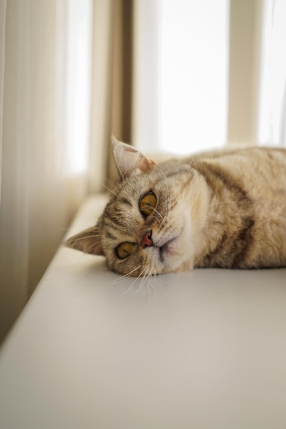 Портрет красивой кошки милый портрет кошки счастливый питомец