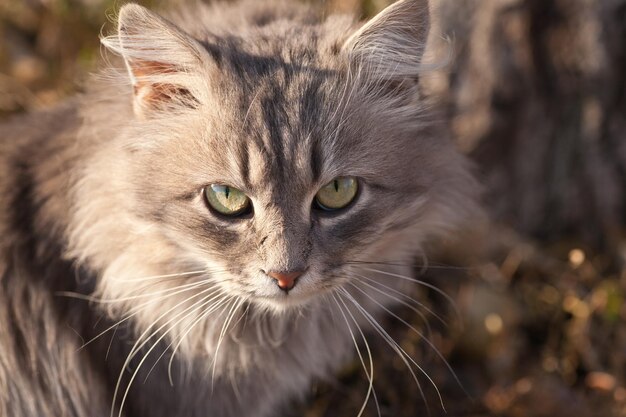 Portrait of a beautiful cat cute