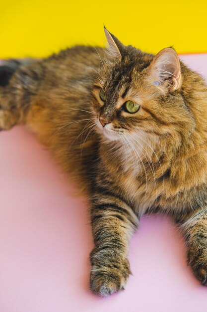 Photo portrait of a beautiful cat on a pink purple background with yellow