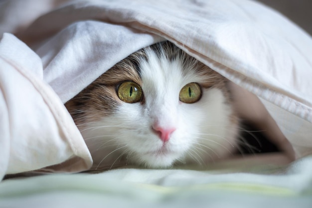 Portrait of a beautiful cat in the sunlight