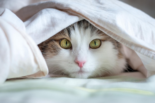 Portrait of a beautiful cat in the sunlight