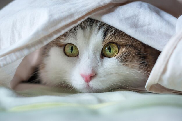 Portrait of a beautiful cat in the sunlight