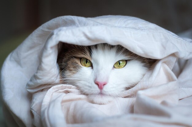 Portrait of a beautiful cat in the sunlight