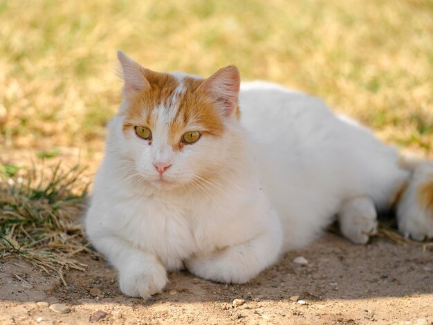 아름 다운 고양이의 초상화