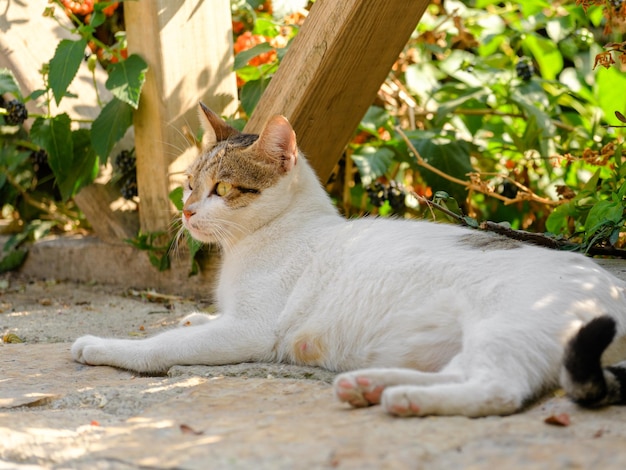 Photo portrait of a beautiful cat