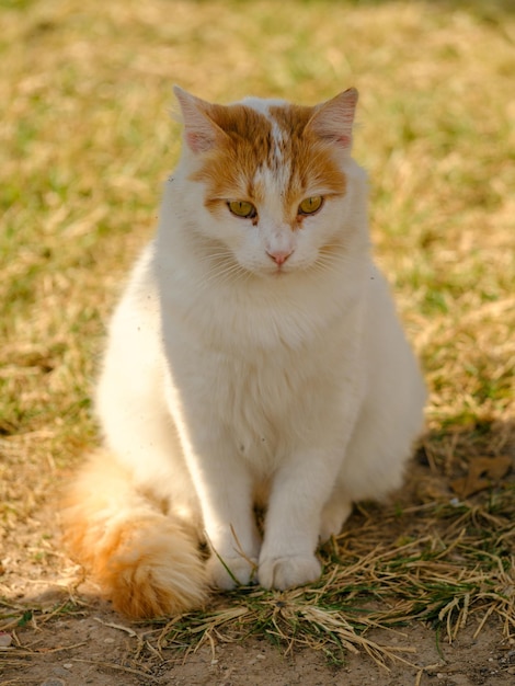 Portrait of a beautiful cat