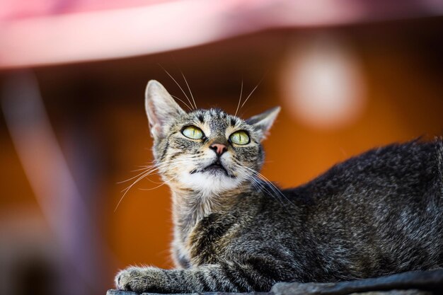 Portrait of a beautiful cat