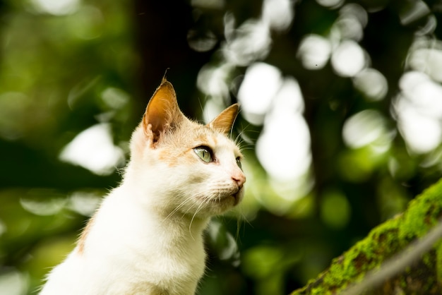 Portrait of a beautiful cat