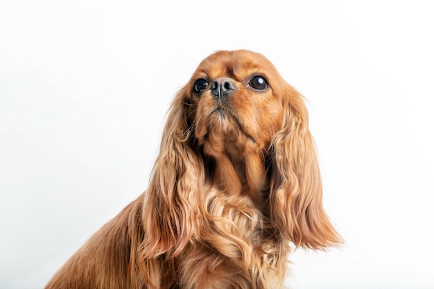 Portrait of beautiful cavalier spaniel