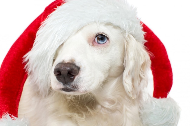 PORTRAIT OF A BEAUTIFUL CHRISTMAS DOG