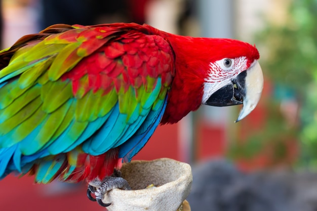 Portrait of a beautiful colorful Ara Scarlet Macaw parrot close up.