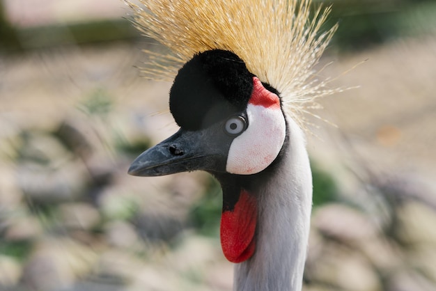 Portrait of a beautiful Crowned crane in the zoo
