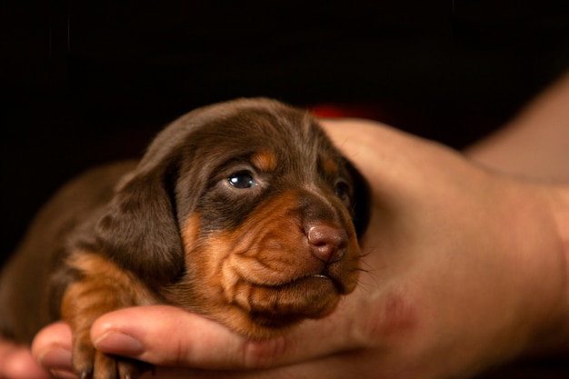 美しく、かわいい、優しいダックスフントの子犬の肖像画