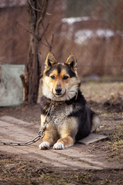 Portrait of a beautiful dog on a chain sitting down