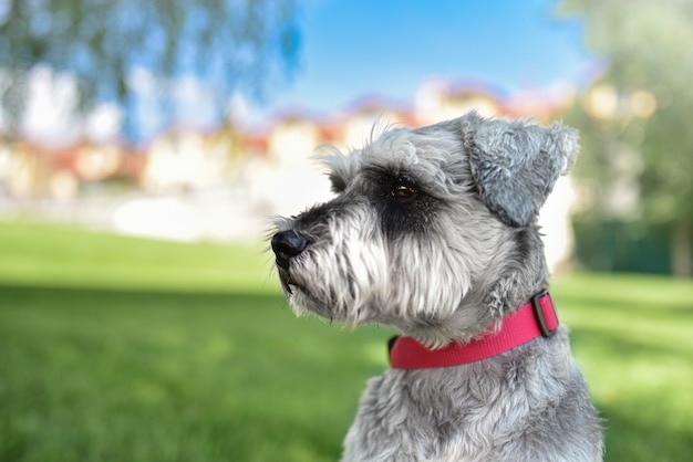 Portrait of a beautiful dog schnauzer sitting on the grass and looking into the distance in the park.