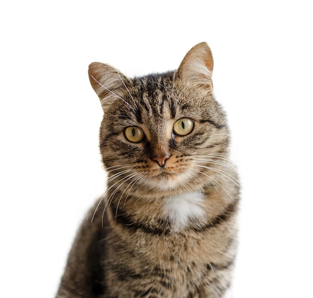 Portrait of a beautiful domestic cat isolated on a white background A wellgroomed tabby cat sits on a windowsill and looks into the camera