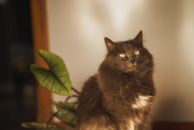 Portrait of a beautiful domestic cat Keeping pets inside the house concept