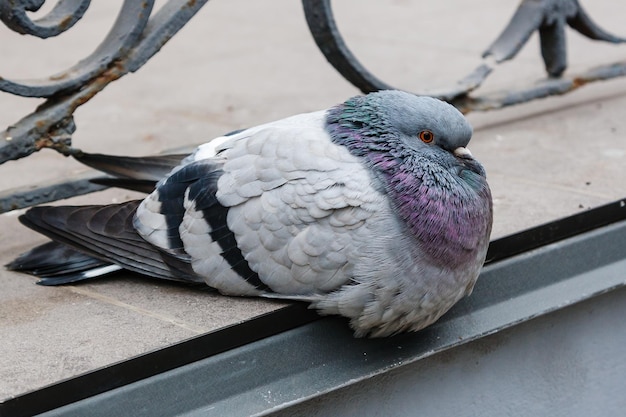 Portrait of a beautiful dove