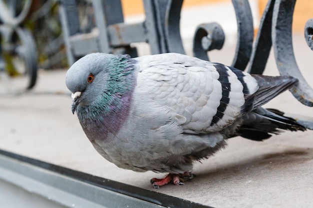 Portrait of a beautiful dove