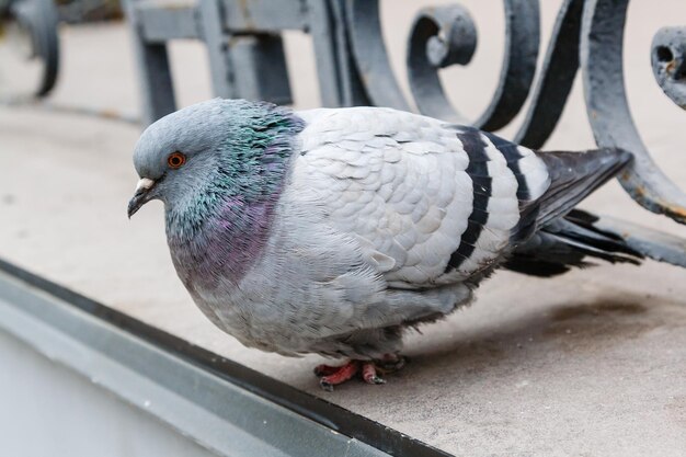 Photo portrait of a beautiful dove