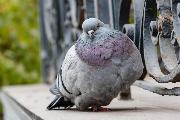 Photo portrait of a beautiful dove