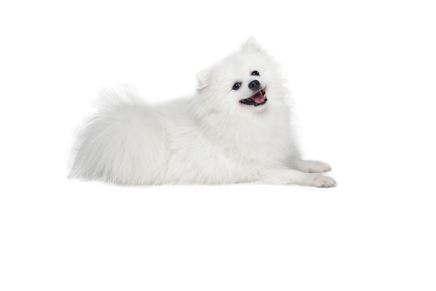 Portrait of beautiful fluffy white pomeranian spitz isolated on white background concept of breed