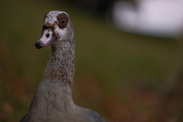 Portrait of Beautiful funny nile goose