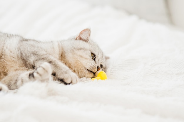 Portrait of a beautiful funny white pussyA Scottish cat plays with toys