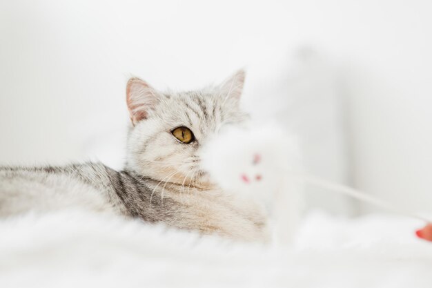 Portrait of a beautiful funny white pussyA Scottish cat plays with toys