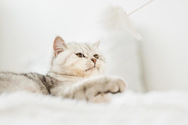 Foto ritratto di una bella figa bianca divertenteun gatto scozzese gioca con i giocattoli