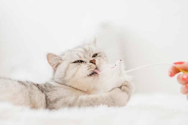 Foto ritratto di una bella figa bianca divertenteun gatto scozzese gioca con i giocattoli