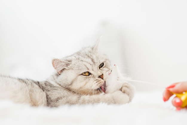 Foto ritratto di una bella figa bianca divertenteun gatto scozzese gioca con i giocattoli