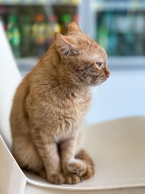 portrait of a beautiful ginger cat on a chair