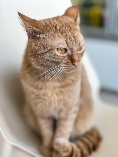 portrait of a beautiful ginger cat on a chair