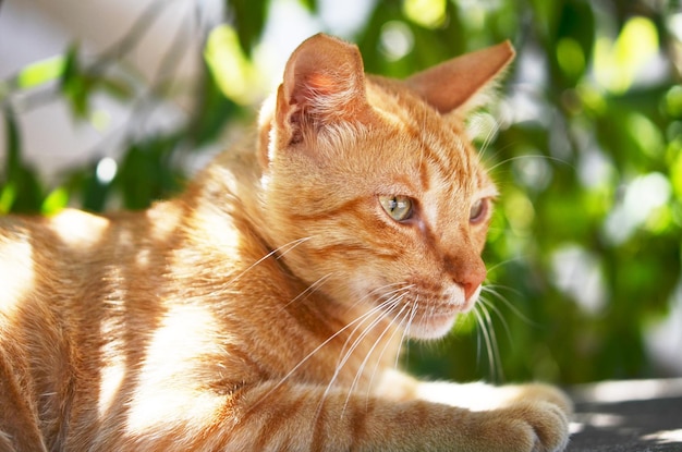 Portrait of beautiful ginger cat in the garden.