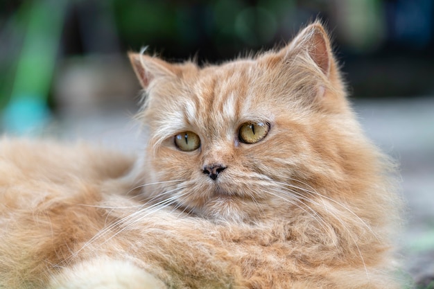 Portrait of a beautiful ginger cat