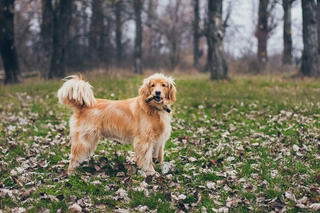 Portrait of a beautiful golden retriever dog