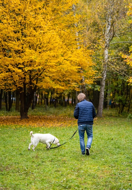 Portrait of a beautiful golden retriever sitting on the grass full length while his owner ,handsome young man standing behind him with a lead in his hands