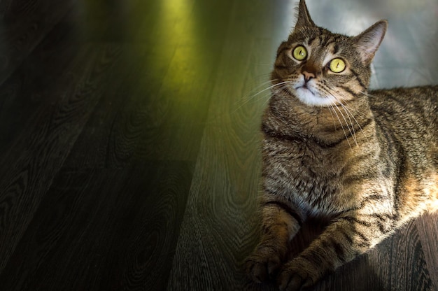 Portrait of a beautiful gray cat on a dark background in the room on the floor