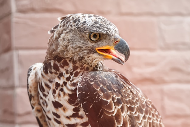 Portrait of a beautiful hawk