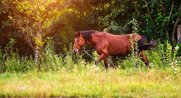 Portrait of beautiful horse in summer