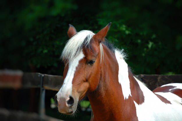 Портрет красивой лошади