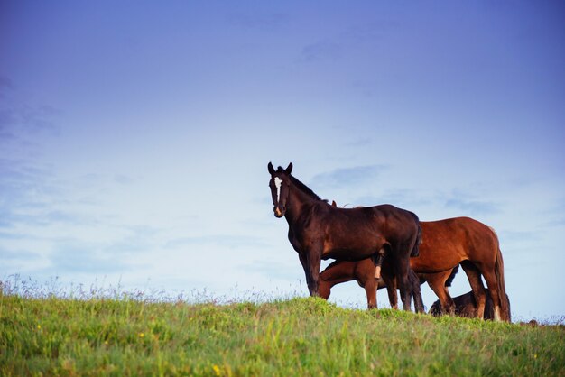 Portrait of beautiful horses in the pasture