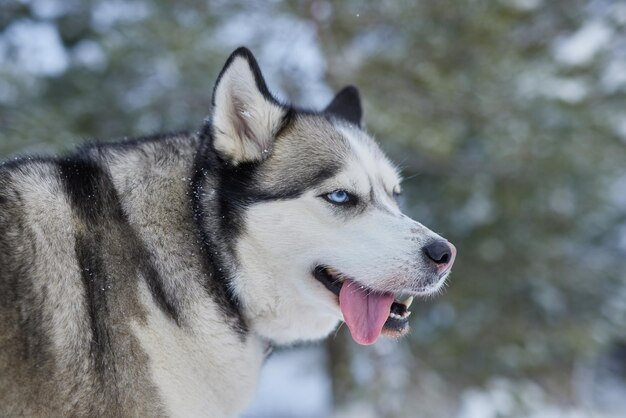 Photo portrait of a beautiful husky dog in the snow in winter dog in the snow in winter