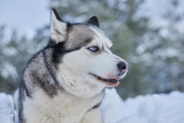 Portrait of a beautiful husky dog in the snow in winter dog in the snow in winter