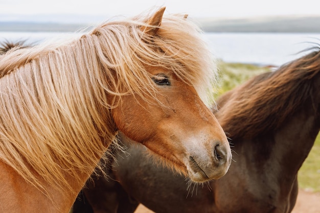 美しいアイスランドの赤い馬の肖像