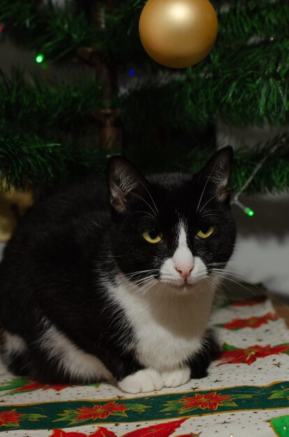 Portrait of beautiful kitten Kitten in Christmas atmosphere