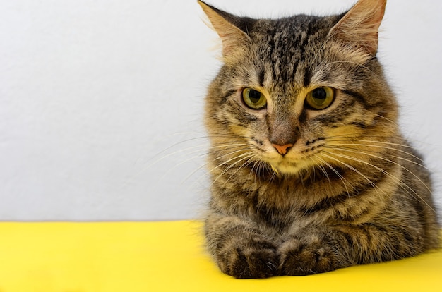 Foto ritratto di un bellissimo gattino sdraiato sul tavolo giallo con sfondo bianco