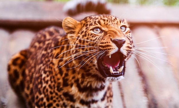 Portrait of a beautiful leopard Angry leopard