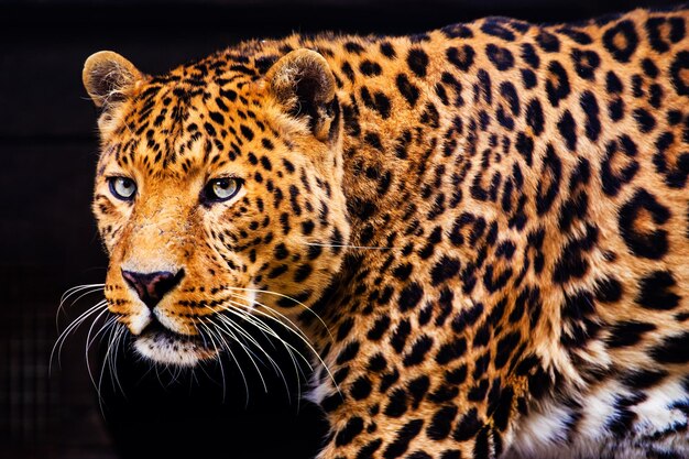 Photo portrait of a beautiful leopard